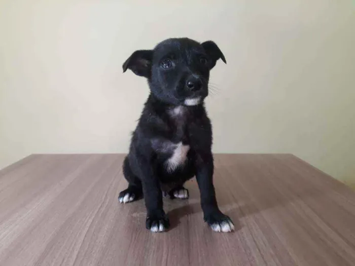 Cachorro raça Srd idade Abaixo de 2 meses nome Soneca