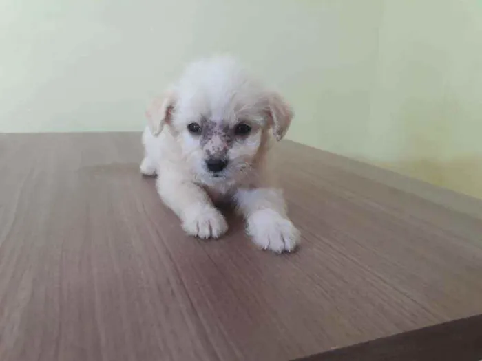 Cachorro raça Srd idade Abaixo de 2 meses nome Feliz