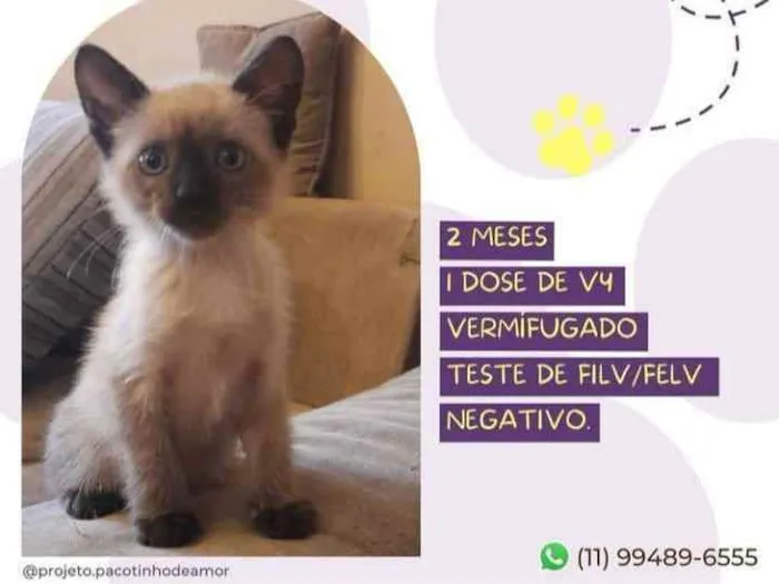 Gato raça Srd idade Abaixo de 2 meses nome Juninho