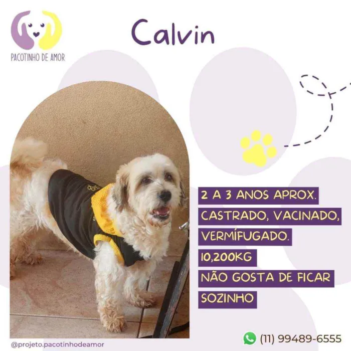 Cachorro raça Srd idade 2 anos nome Calvin