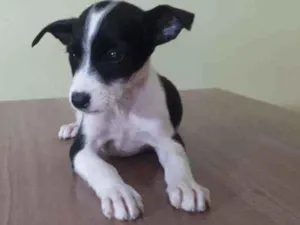 Cachorro raça Srd idade Abaixo de 2 meses nome Bela Adormecida 