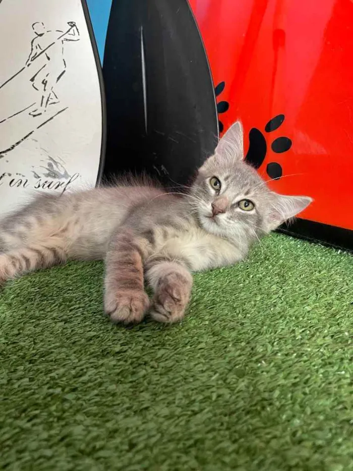 Gato ra a Sem raca idade 2 a 6 meses nome Kai
