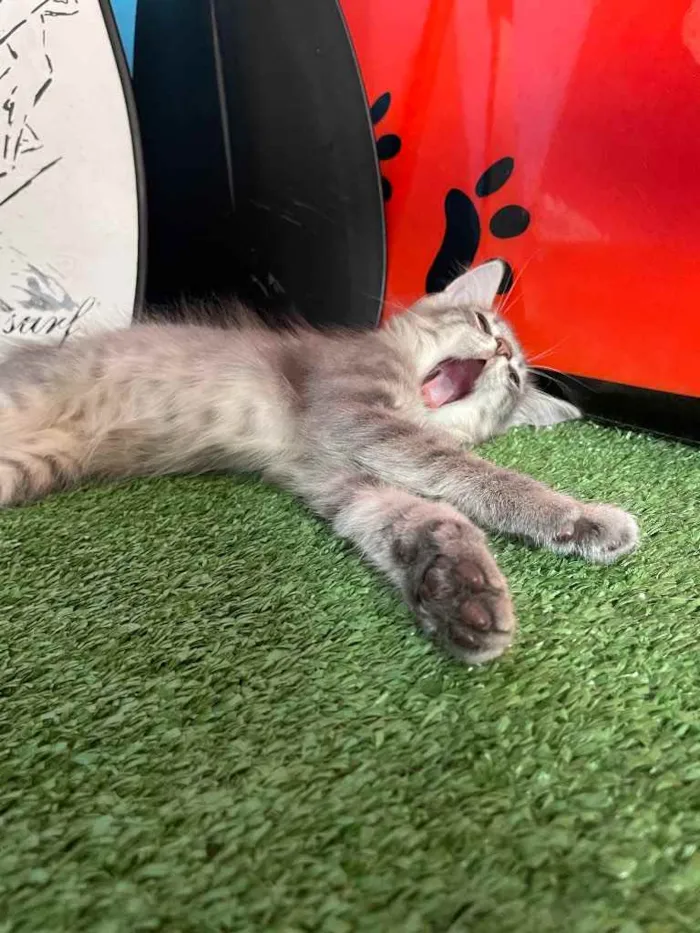 Gato ra a Sem raca idade 2 a 6 meses nome Kai