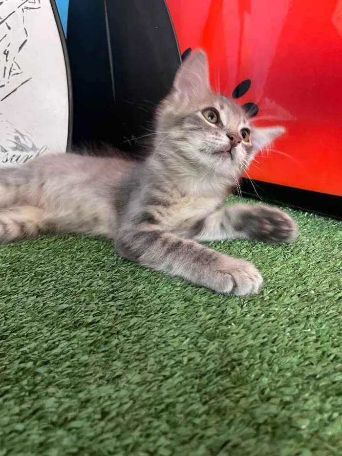 Gato ra a Sem raca idade 2 a 6 meses nome Kai