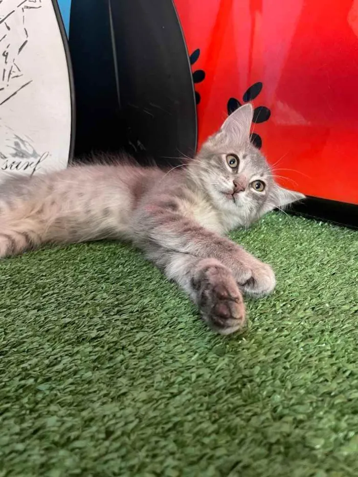 Gato ra a Sem raca idade 2 a 6 meses nome Kai