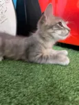Kai
