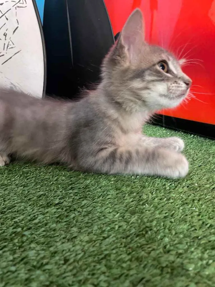 Gato ra a Sem raca idade 2 a 6 meses nome Kai