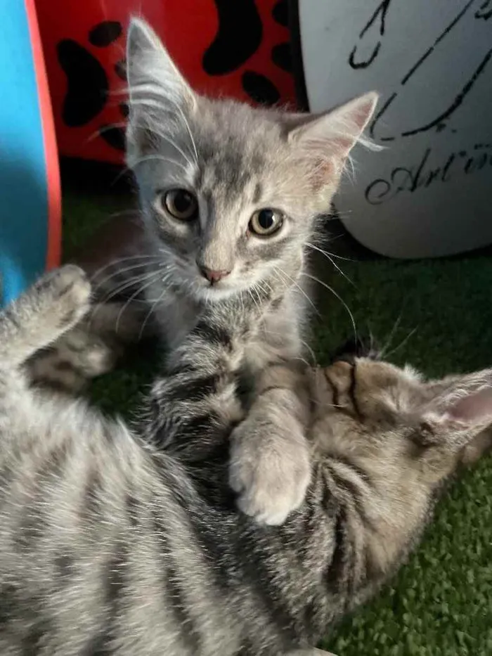 Gato ra a Sem raca idade 2 a 6 meses nome Kai
