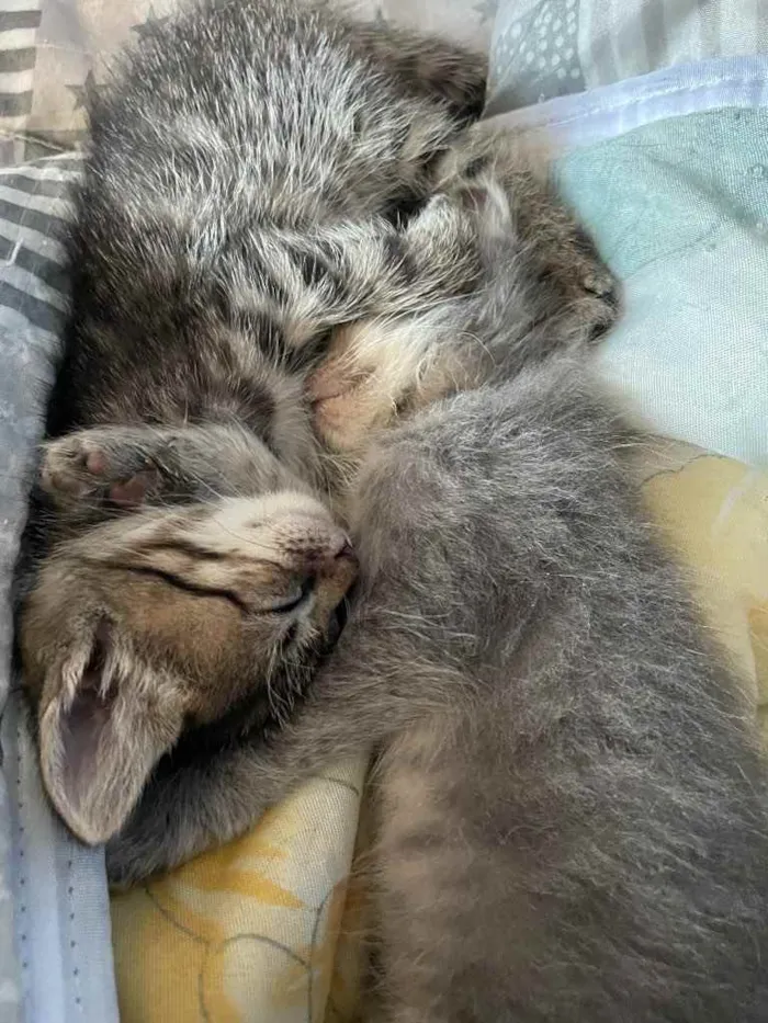 Gato ra a Sem raca idade 2 a 6 meses nome Kai