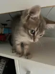 Kai