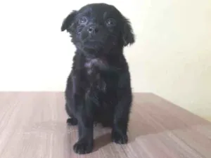 Cachorro raça Srd idade Abaixo de 2 meses nome Dengoso