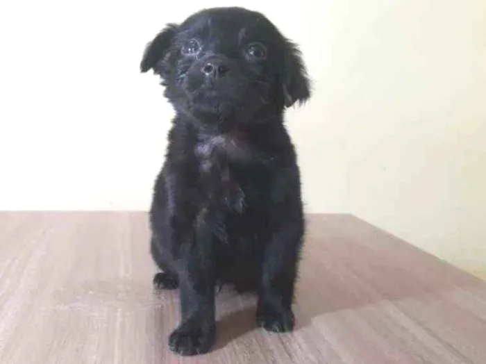 Cachorro raça Srd idade Abaixo de 2 meses nome Dengoso