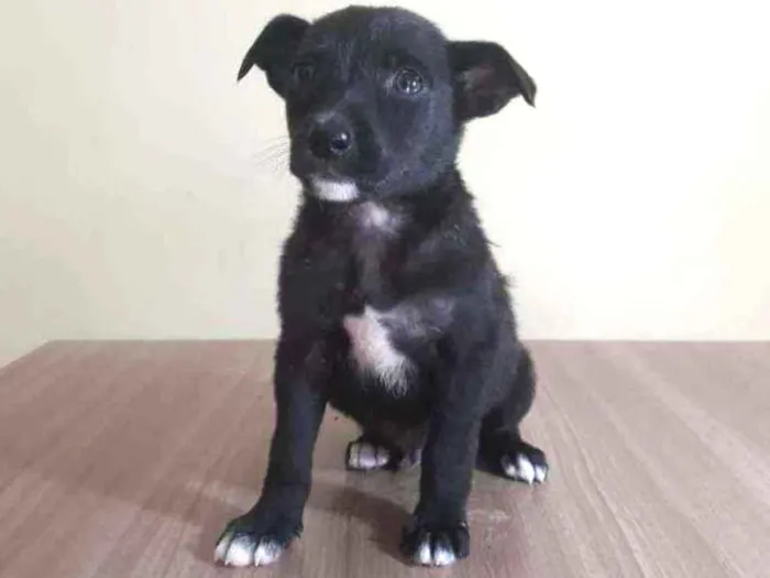 Cachorro raça Srd idade Abaixo de 2 meses nome Soneca