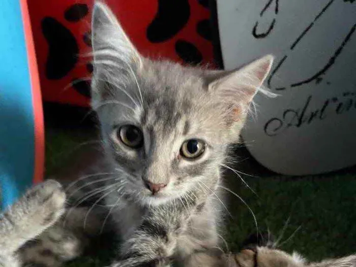 Gato ra a Sem raca idade 2 a 6 meses nome Kai