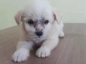 Cachorro raça Srd idade Abaixo de 2 meses nome Feliz