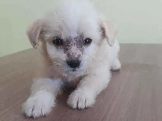 Cachorro raça Srd idade Abaixo de 2 meses nome Feliz