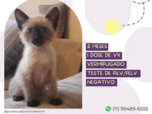 Gato raça Srd idade Abaixo de 2 meses nome Juninho