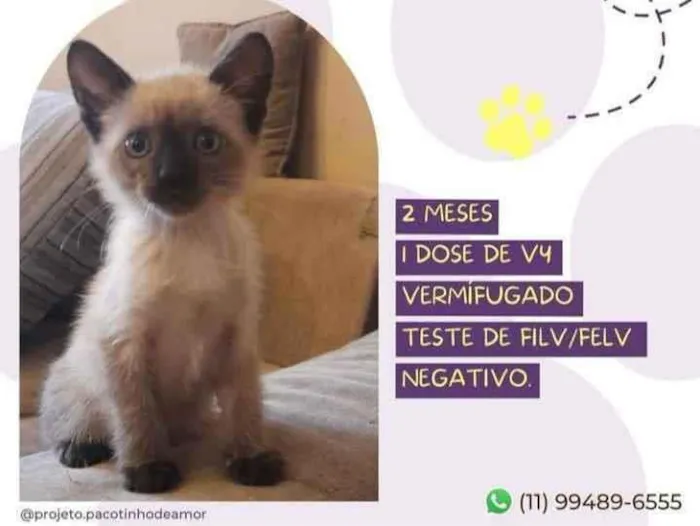 Gato raça Srd idade Abaixo de 2 meses nome Juninho