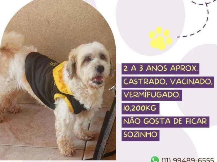 Cachorro raça Srd idade 2 anos nome Calvin