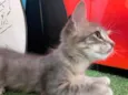 Kai