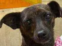Cachorro raça Srd idade 2 anos nome Rubi