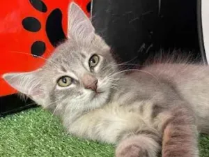 Gato raça Sem raca idade 2 a 6 meses nome Kai