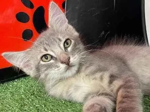 Gato ra a Sem raca idade 2 a 6 meses nome Kai