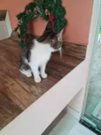Miau