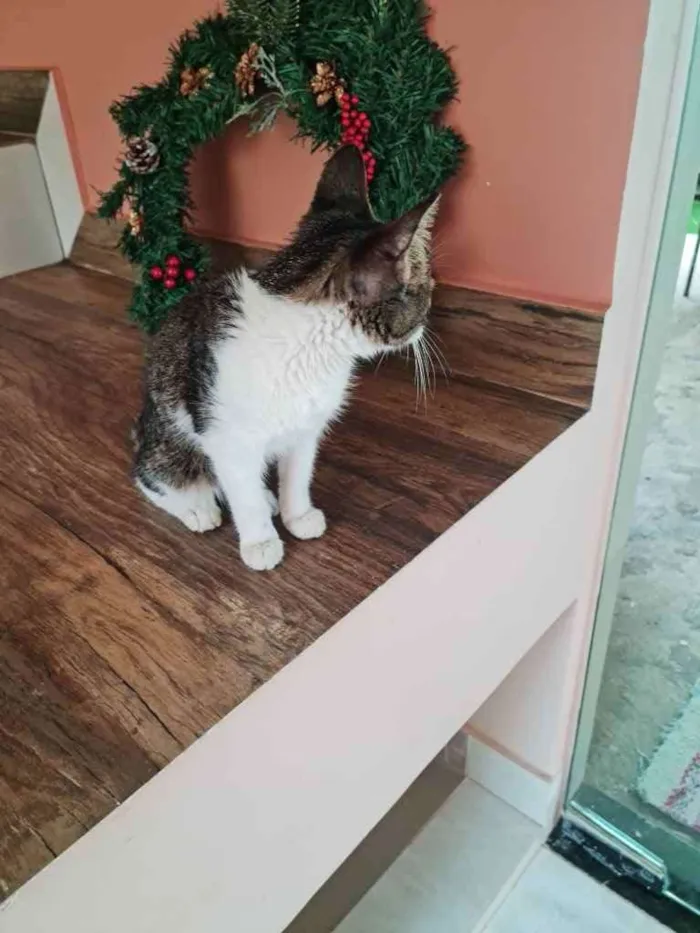 Gato ra a Não tem  idade Abaixo de 2 meses nome Miau