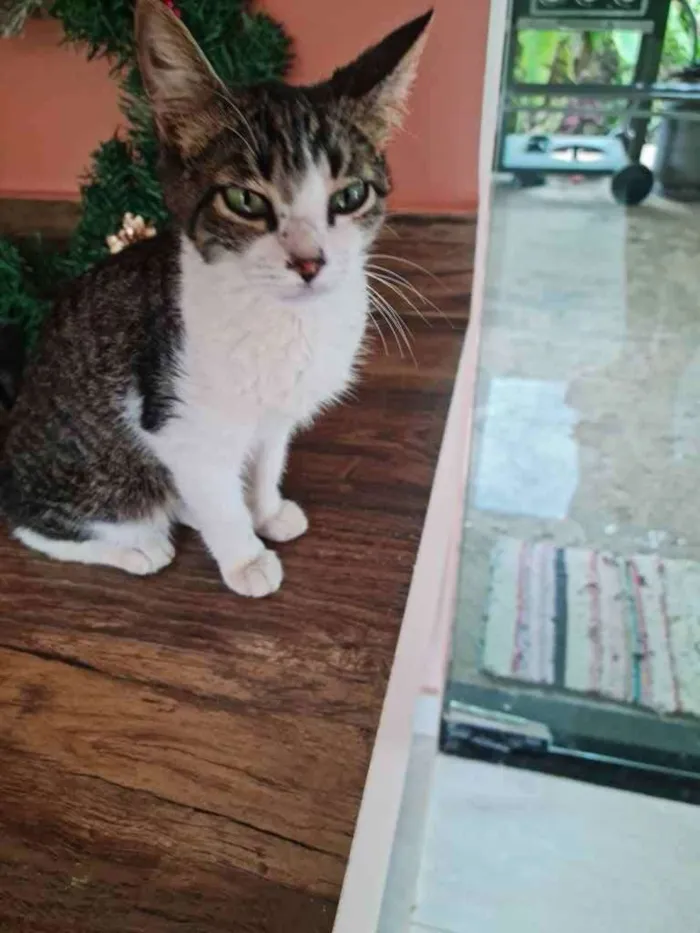 Gato ra a Não tem  idade Abaixo de 2 meses nome Miau