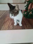 Miau