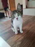 Miau