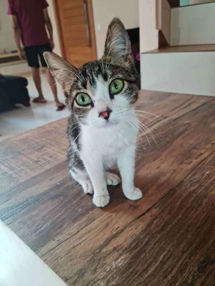 Gato ra a Não tem  idade Abaixo de 2 meses nome Miau