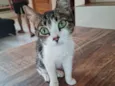 Miau