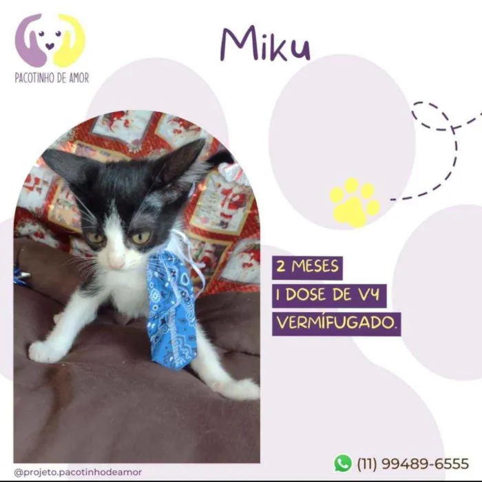 Cachorro raça Srd idade Abaixo de 2 meses nome Miku