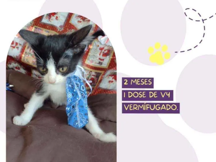 Cachorro raça Srd idade Abaixo de 2 meses nome Miku