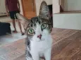 Miau