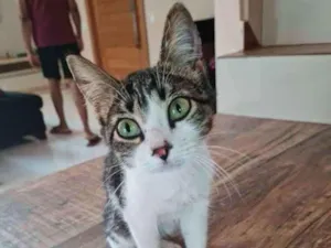 Gato raça Não tem  idade Abaixo de 2 meses nome Miau