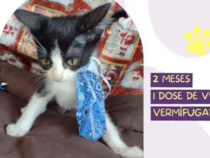 Cachorro raça Srd idade Abaixo de 2 meses nome Miku