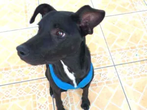 Cachorro raça SRD idade 7 a 11 meses nome Lucke