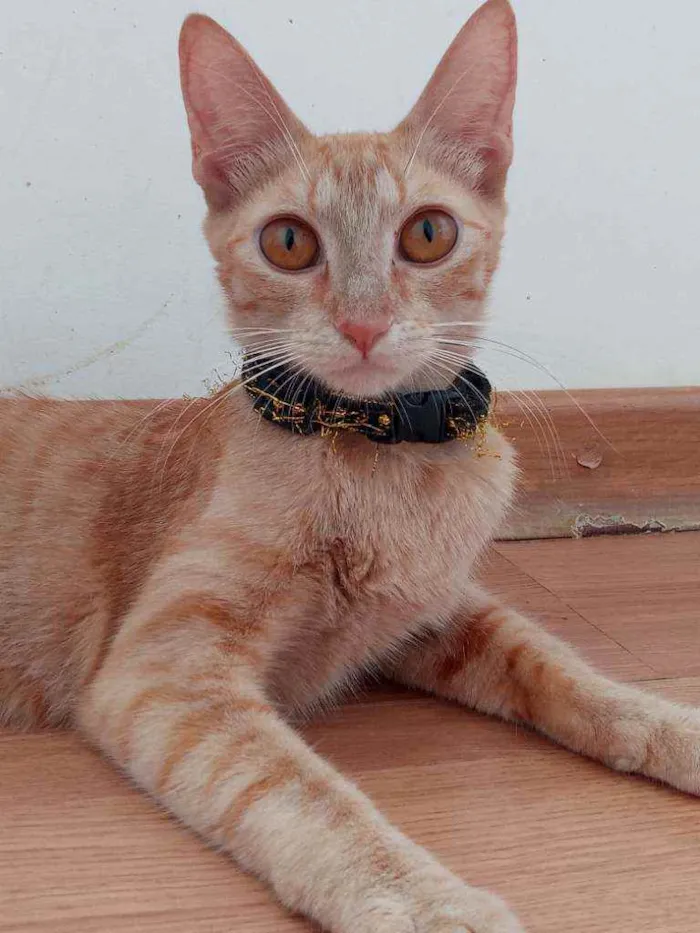 Gato ra a Indefinida idade 7 a 11 meses nome Sol