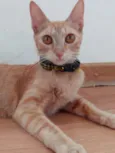 Sol