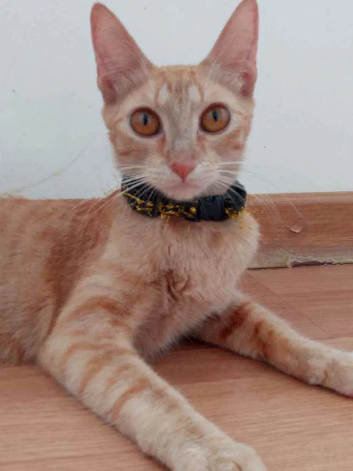 Gato ra a Indefinida idade 7 a 11 meses nome Sol