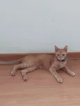 Sol