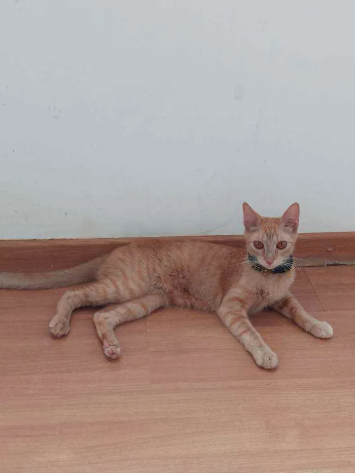 Gato ra a Indefinida idade 7 a 11 meses nome Sol
