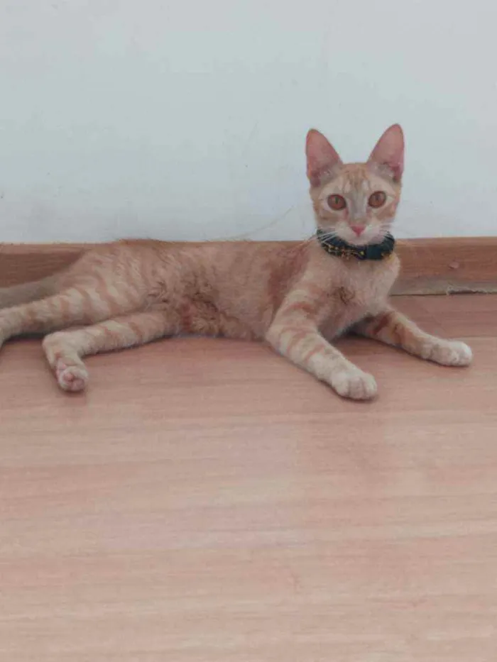 Gato ra a Indefinida idade 7 a 11 meses nome Sol