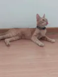 Sol
