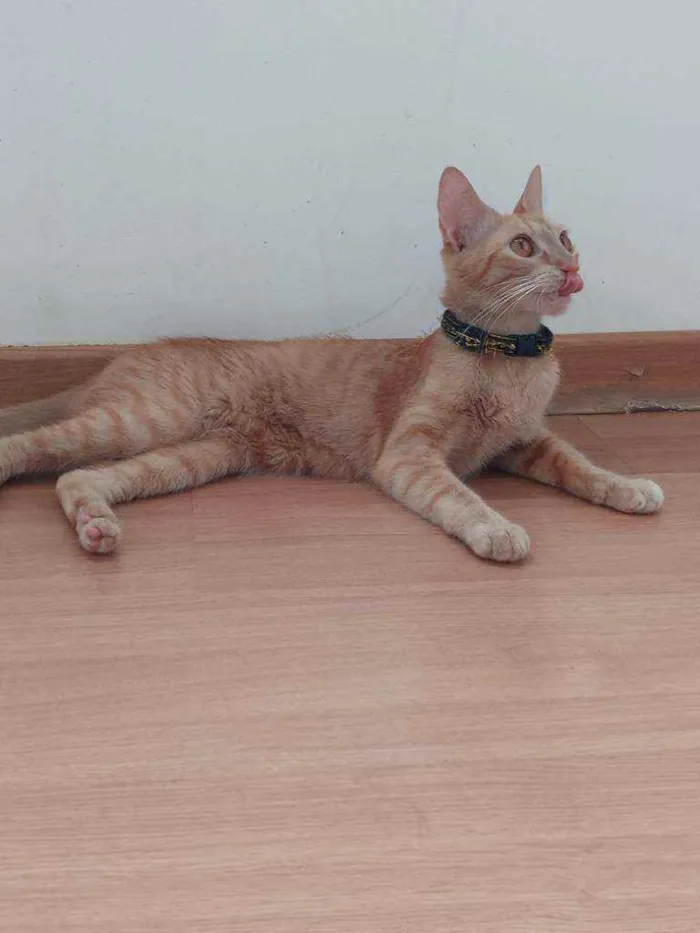 Gato ra a Indefinida idade 7 a 11 meses nome Sol