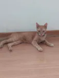 Sol