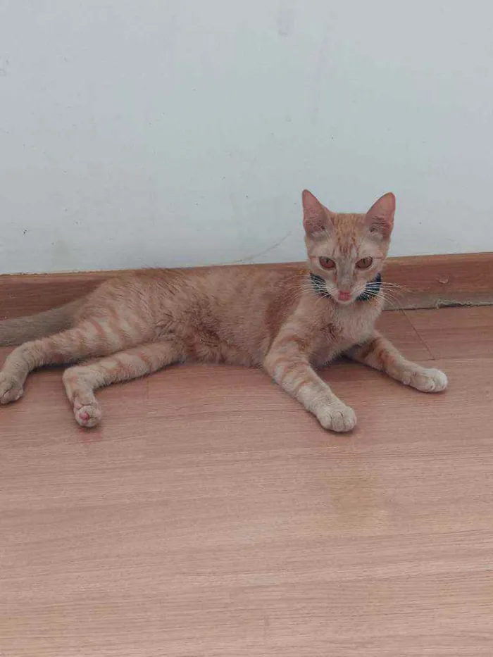 Gato ra a Indefinida idade 7 a 11 meses nome Sol
